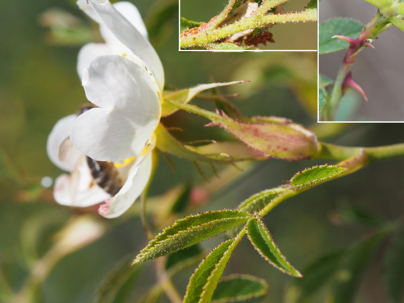 Rose, Soft-leaved leaf